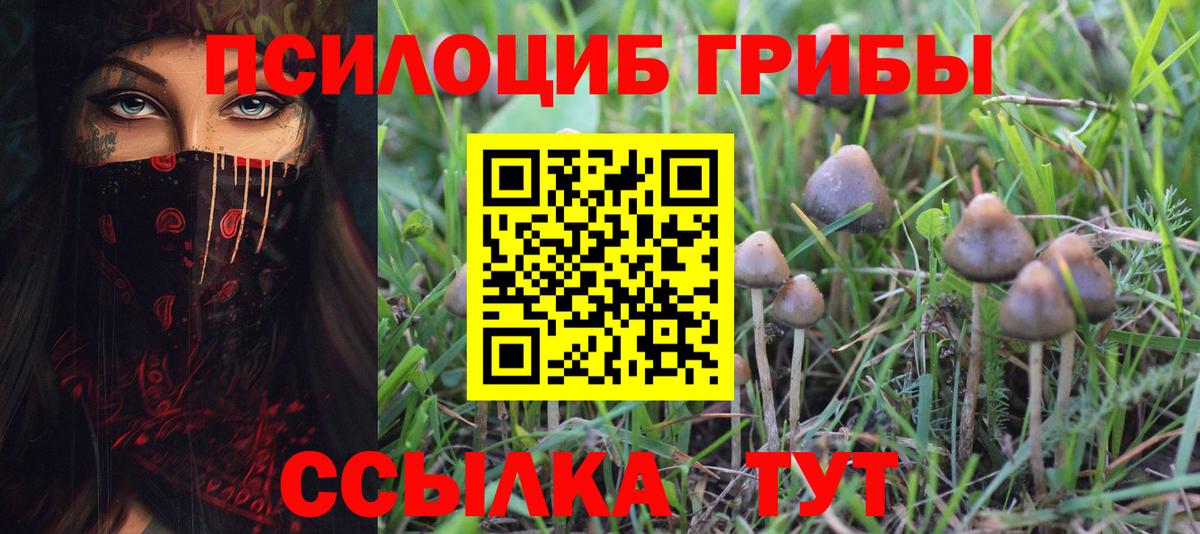 Псилоцибиновые грибы мицелий  где купить наркоту  Вход с VPN  Зеленогорск  Галлюциногенные грибы Psilocybine cubensis 